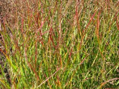 Dense tall switchgrass plot with some leaves turning red