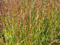 Dense tall switchgrass plot with some leaves turning red.