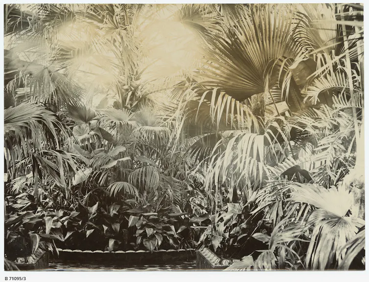 Palms
