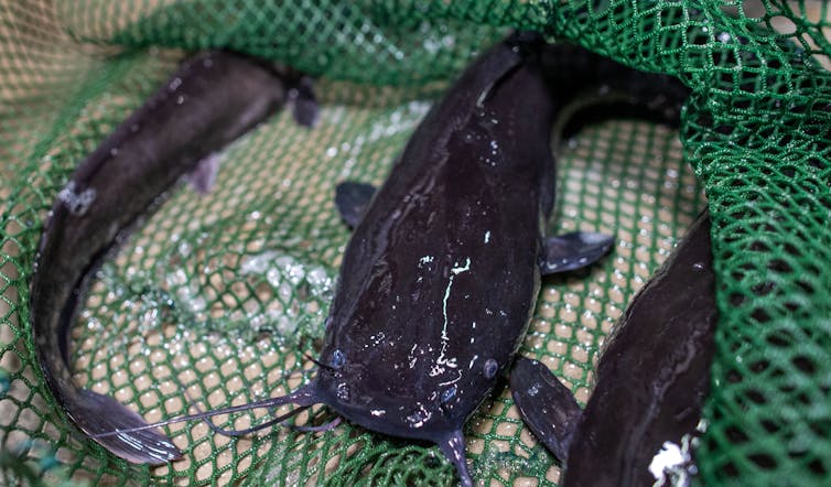 Catfish in Nigeria: we set about finding ways of making it more appealing 1 file 20230328 16 83nr91.jpg?ixlib=rb 1.1