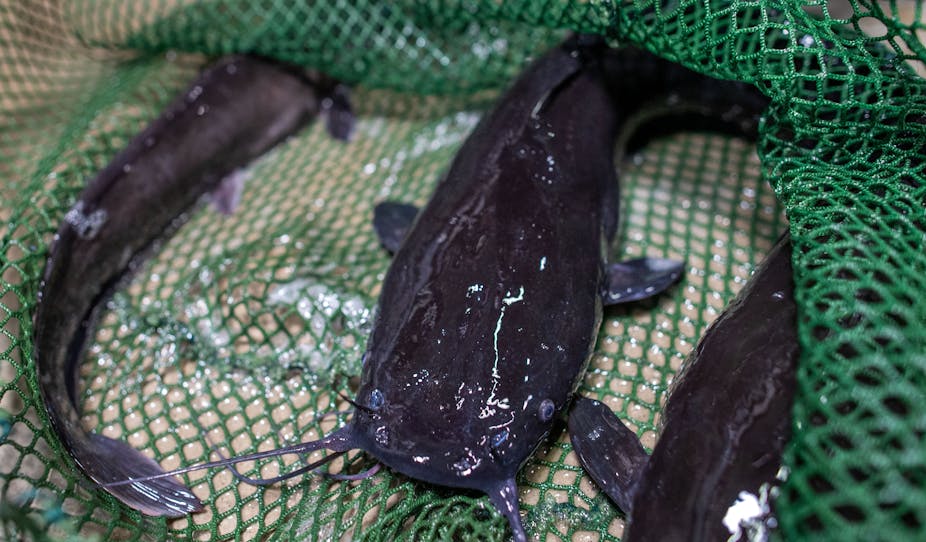 African catfish are caught with a landing net in the aquaculture research facility at the Faculty of Agricultural and Environmental Sciences at the University of Rostock.
