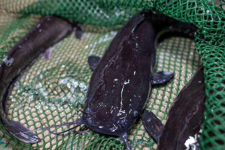 African catfish are caught with a landing net in the aquaculture research facility at the Faculty of Agricultural and Environmental Sciences at the University of Rostock.