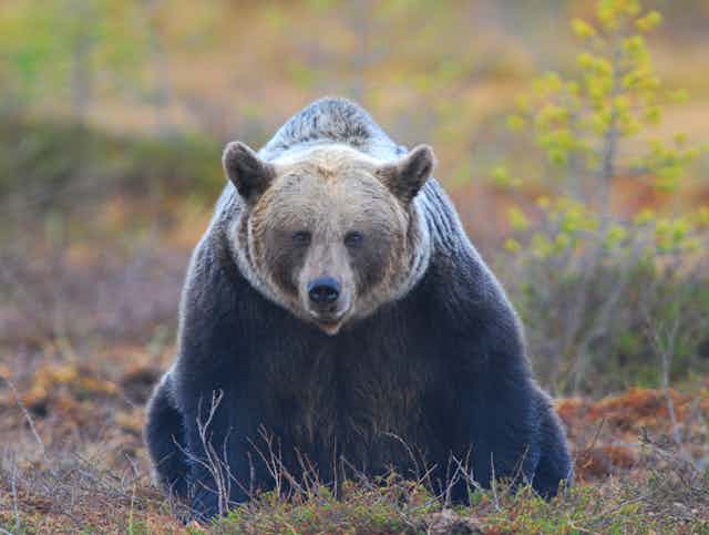 Un oso sentado mirando a cámara.