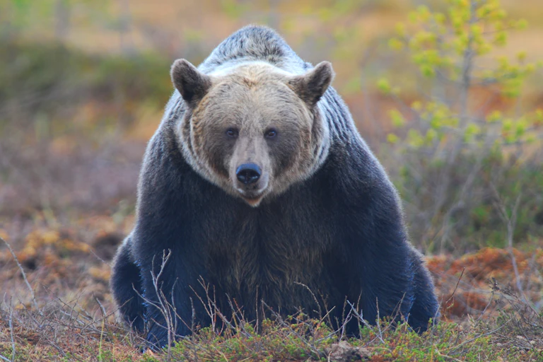 Un oso sentado mirando a cámara.