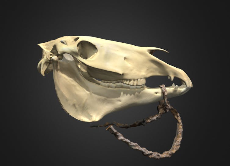 model of horse's skull with a woven bridle tied around the lower jaw