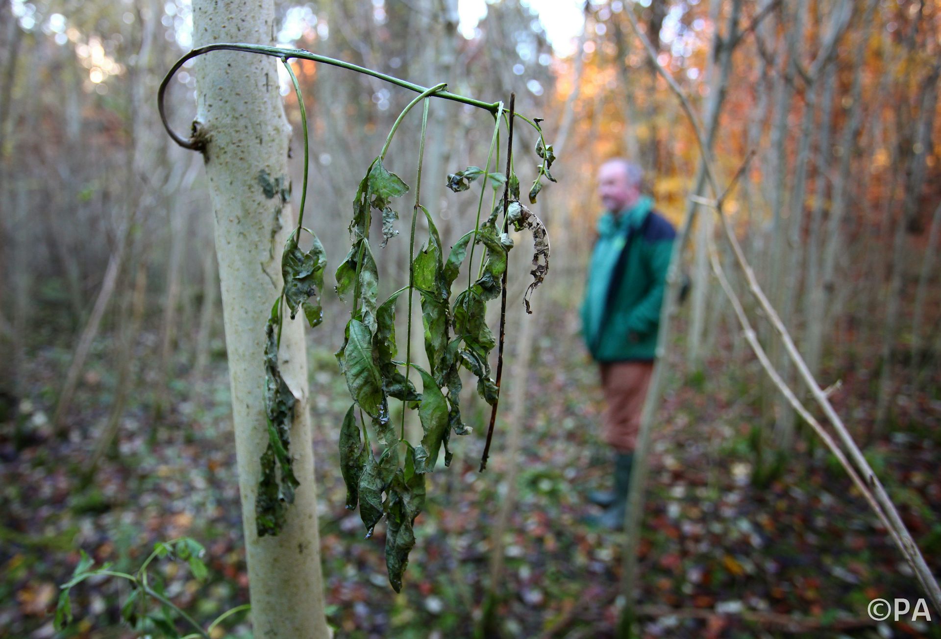 Leaves Falling From Trees In Summer