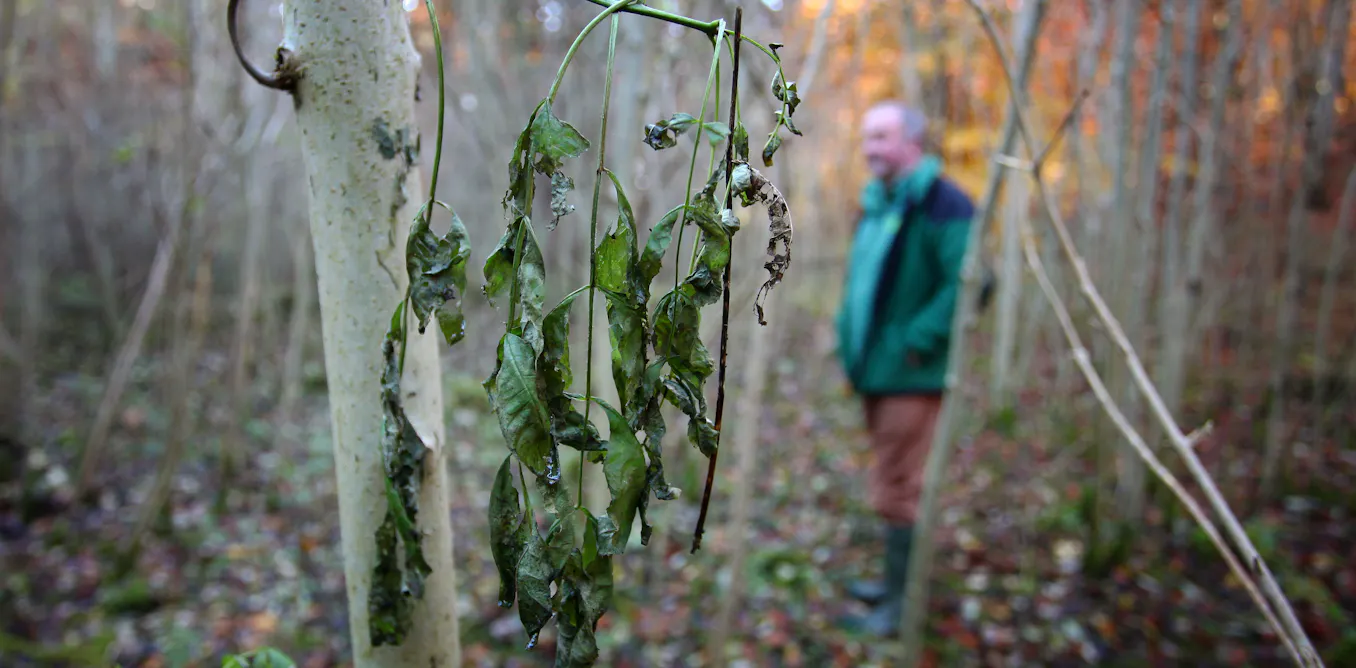 Despite the lush summer leaves, our trees are under attack