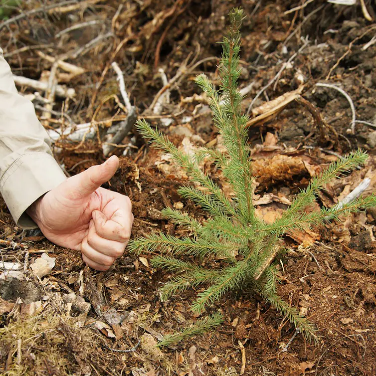 petit plant de sapin