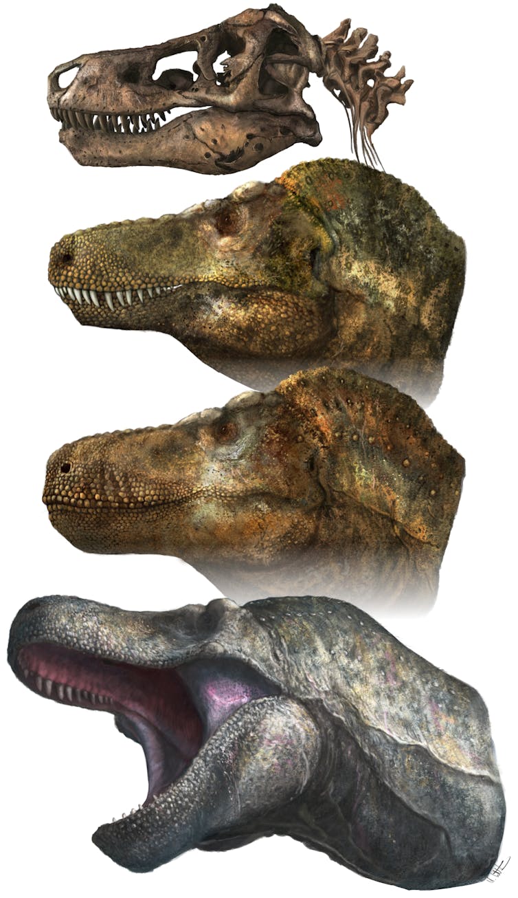 Series of Tyrannosaurus portraits: a skull, a green lipless face, a brown lipped face, and a grey-green face with open mouth partially gum-covered teeth.