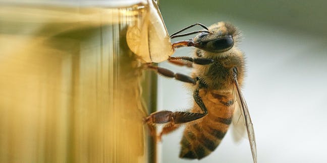 Climate Change Is Ratcheting Up the Pressure on Bees