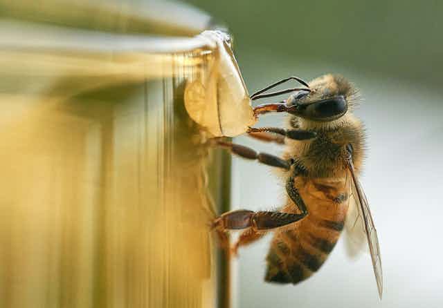 Close-up of a bee sipping on an amber drop of honey
