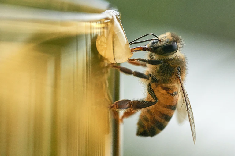 Close-up of a bee sipping on an amber drop of honey