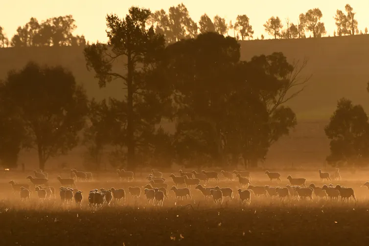 Grazing property at sunset
