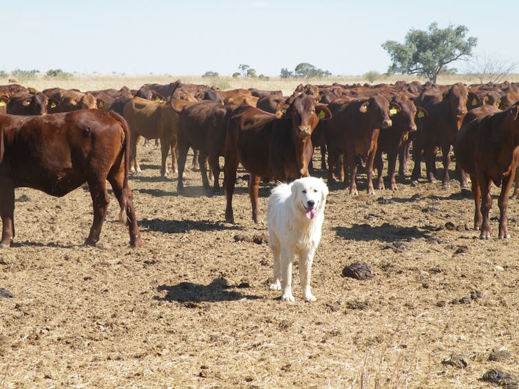 A white dog in a field with brown cattle in the background