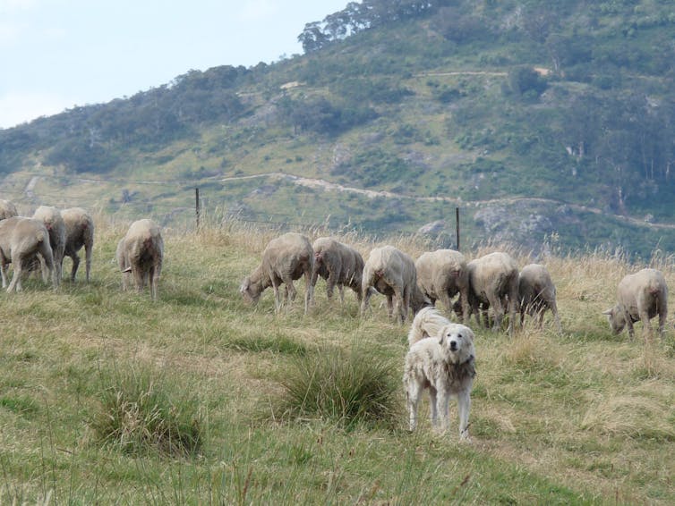 The traditional apply of livestock guardian canine is very profitable on Australian farms right this moment