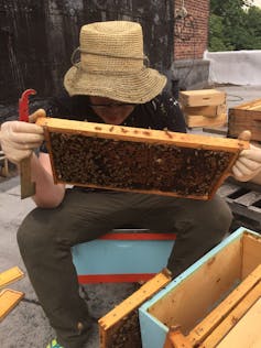 A person sitting down and looking at a wooden frame covered in bees