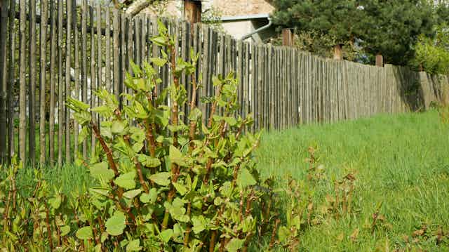 A green stemmed plant with leaves grows in a garden in front of a fence. 