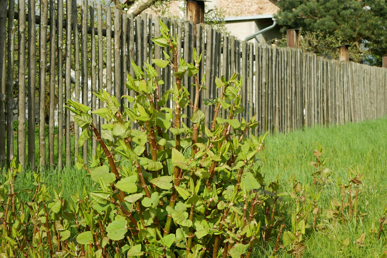 A green stemmed plant with leaves grows in a garden in front of a fence.