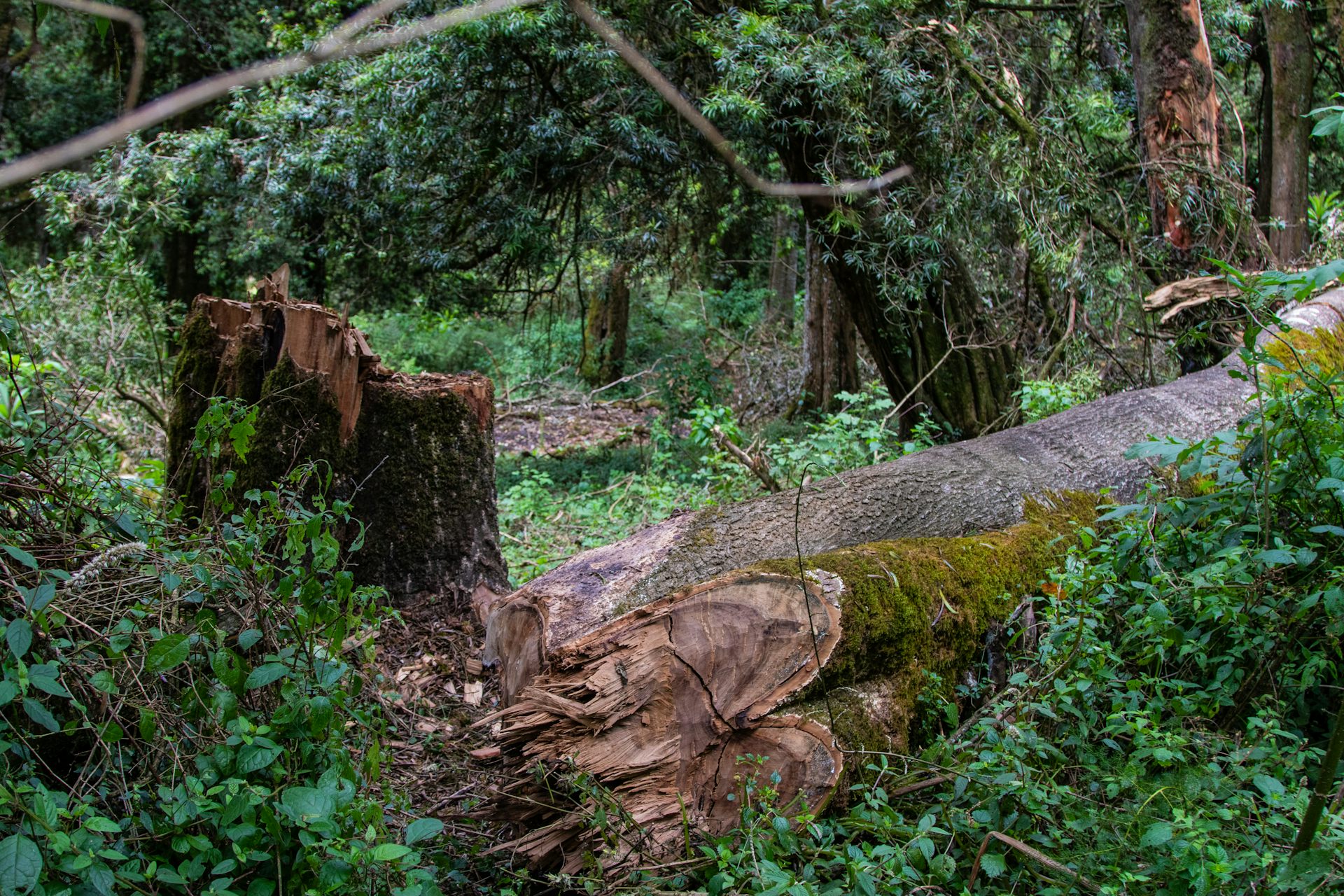 Illegal Logging in Africa Is a Threat to Security