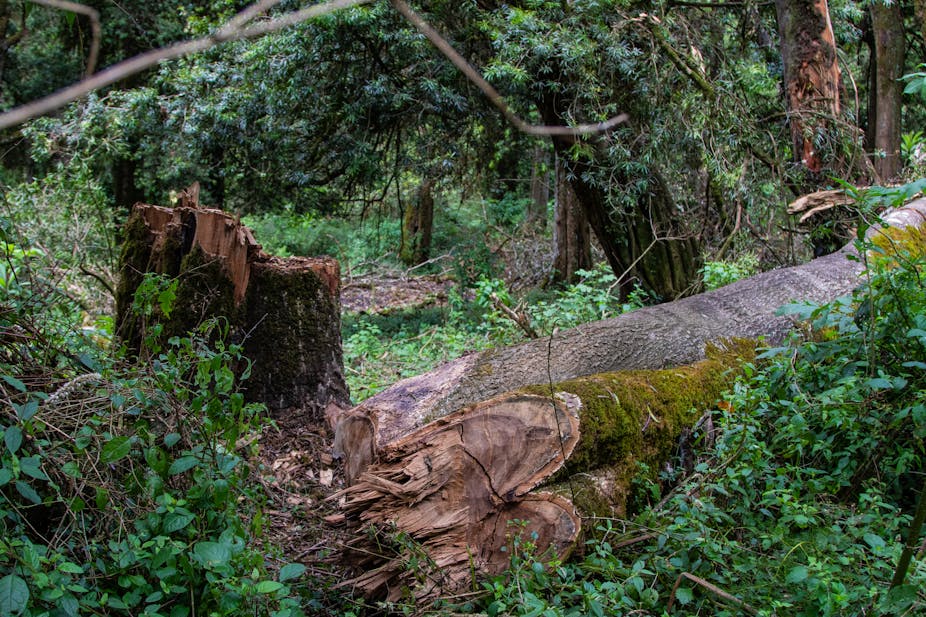 Endangered indigenous trees felled by illegal loggers lie in the forest.