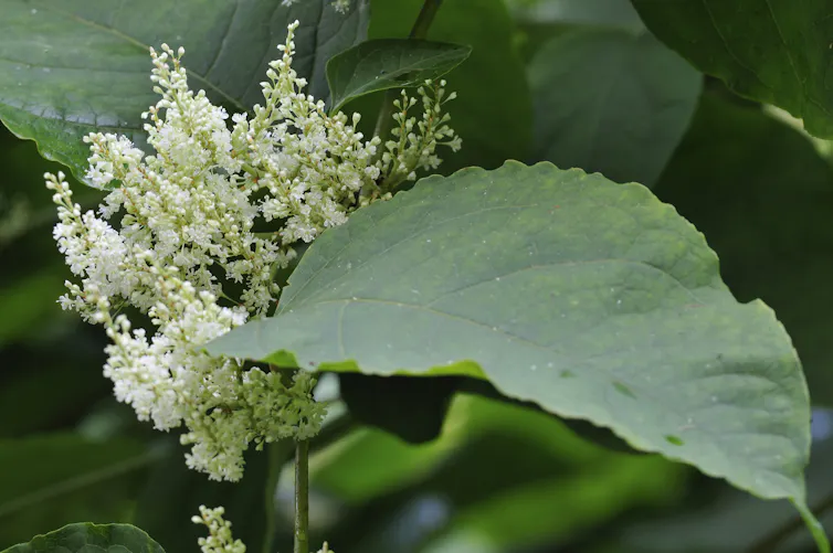 A close up of a green leaf with a spray of apple white small flowers in the background.