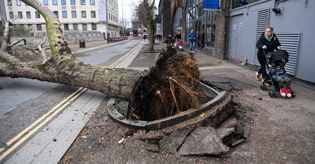 A woman pushing a pram looks at an uprooted tree.