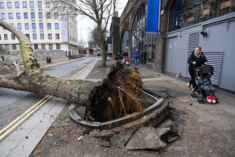 A woman pushing a pram looks at an uprooted tree.