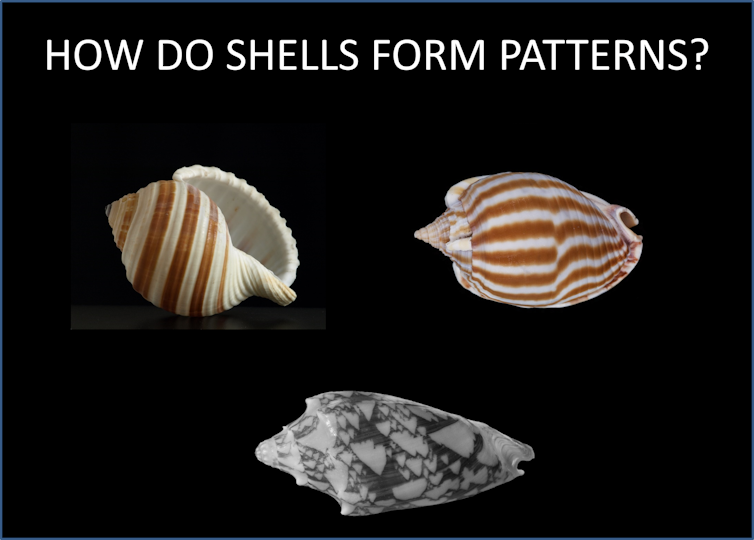 Three seashells are shown under the words "how do shells form patterns?"