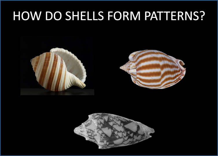 Three seashells are shown under the words