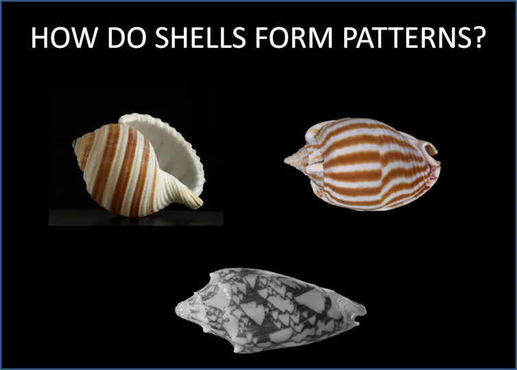 Three seashells are shown under the words