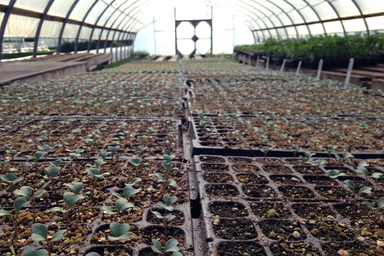 Seedlings in a greenhouse