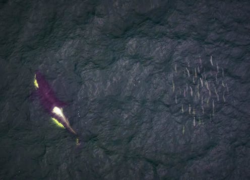 About 200 dead whales have been towed out to sea off Tasmania – and what  happens next is a true marvel of nature