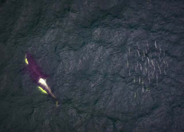 A killer whale swims next to salmon