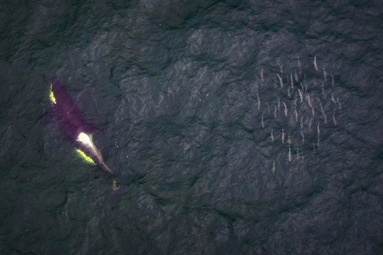 A killer whale swims next to salmon