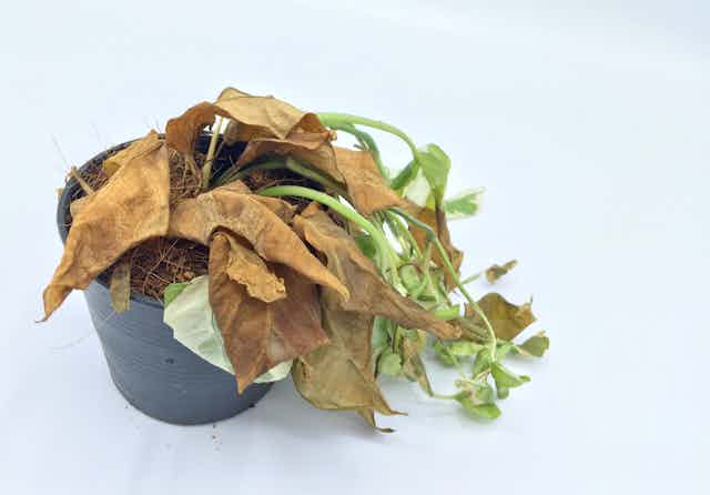 A dying, browning plant slumps over in a pot against a white background