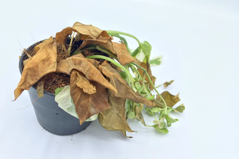 A dying, browning plant slumps over in a pot against a white background