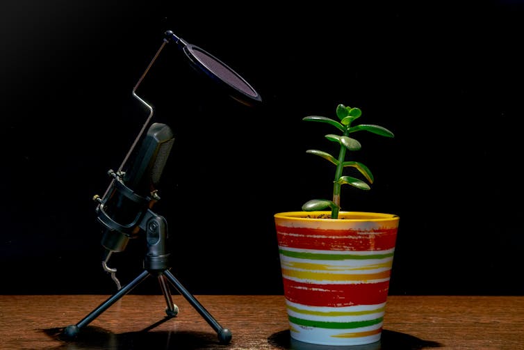 A small succulent in a colourful striped pot sits on a wooden table, with a black table mic to the left.