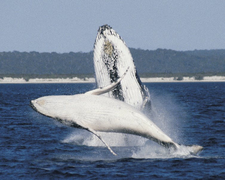 humpback whale