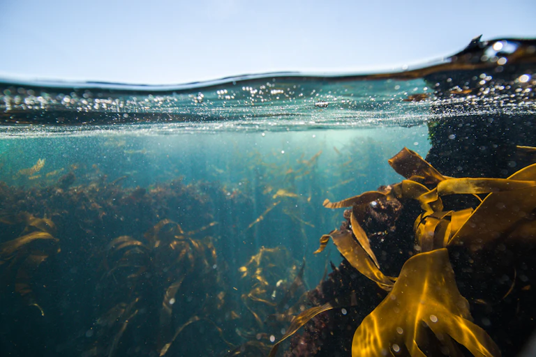 kelp forest