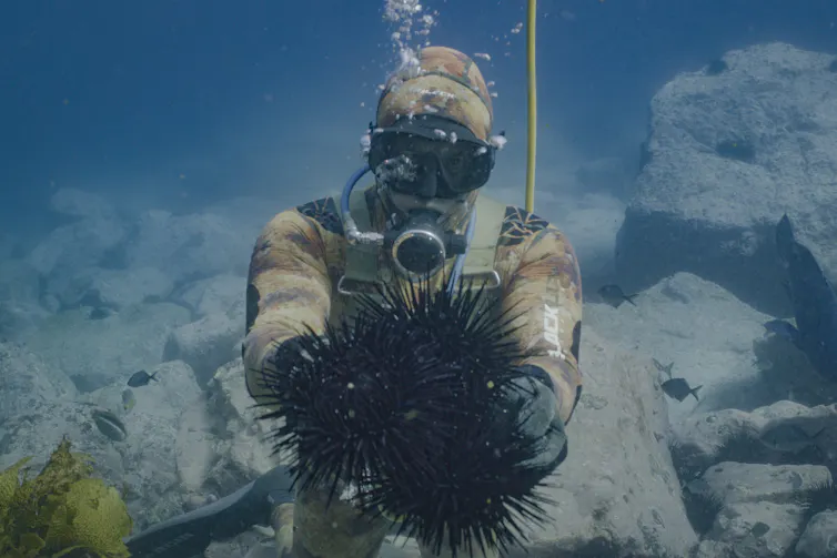 sea urchin