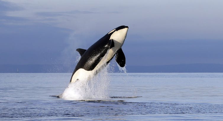 An orca jumping above the surface of the ocean.