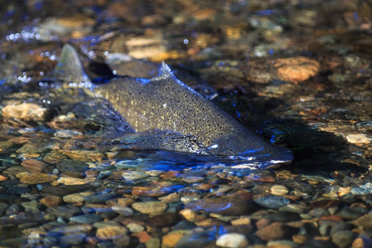 A chinook salmon