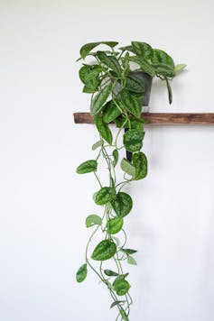 A pothos plant on a wooden shelf.