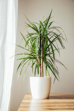 A dracaena flower in a ceramic pot standing on a table.