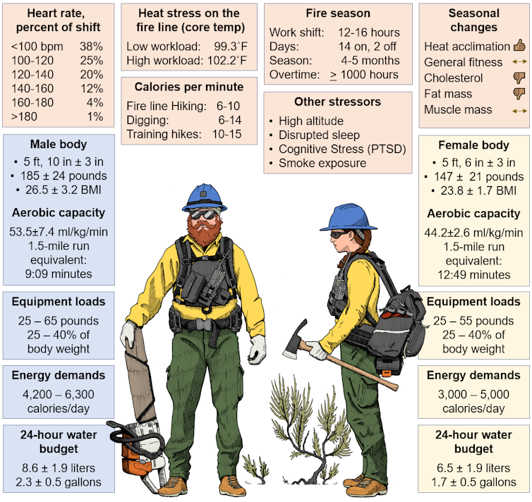 Listes de détails sur les charges des pompiers forestiers, comme le poids, la demande d'énergie, le budget hydrique et la fréquence cardiaque.