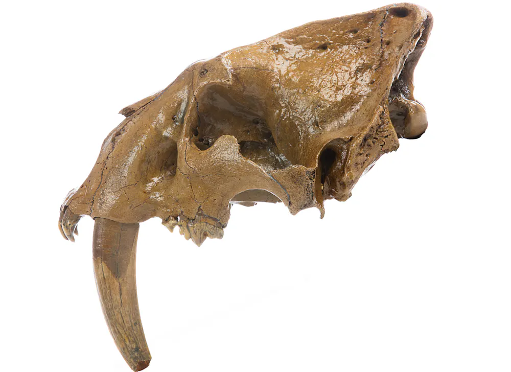 Fat Cybertooth Saber Toothed Animals