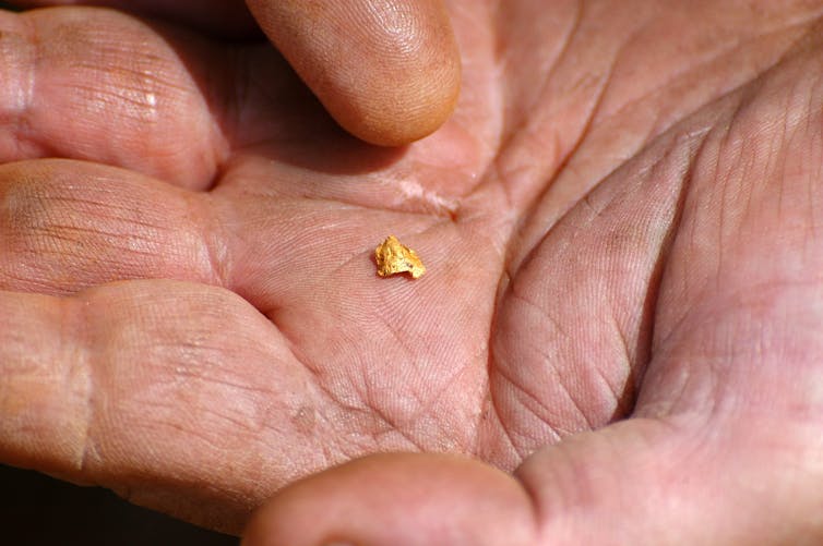 A photograph of a tiny gold nugget resting in the palm of a hand.