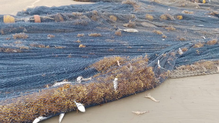 A blue fishing net filled with weeds and fish