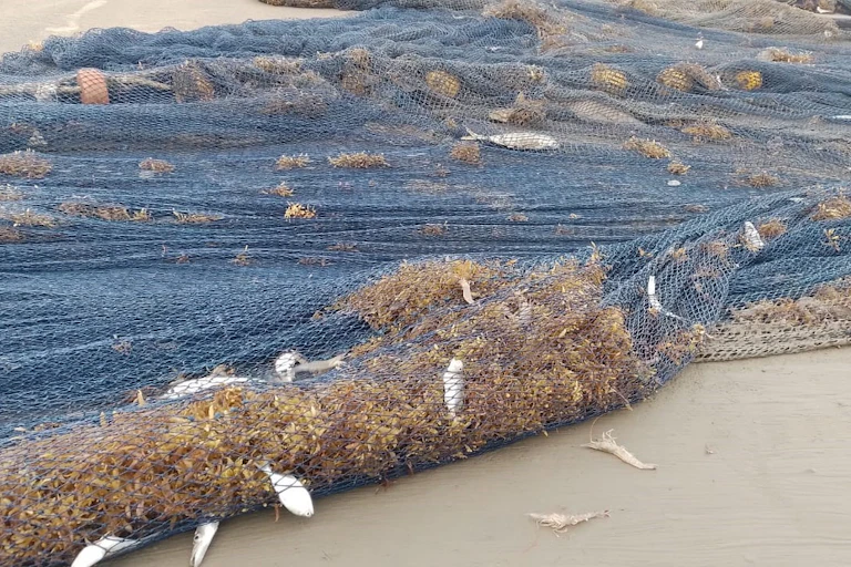A blue fishing net filled with weeds and fish