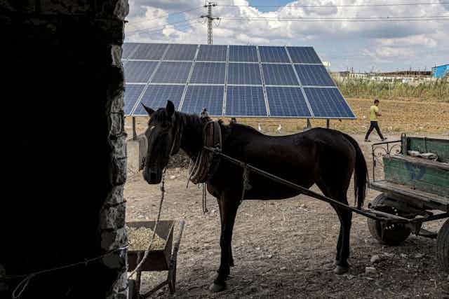 A horse stands next to solar panels 